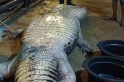 Buaya raksasa seberat 585 kg mati di penangkaran karena gak mau makan