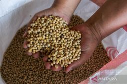 Harga Kedelai di Jakarta Naik, Masyarakat Diminta Sesuaikan Kebutuhan