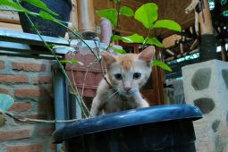 Hindari kucing kesayangan dari bunga lili supaya ginjal tetap sehat