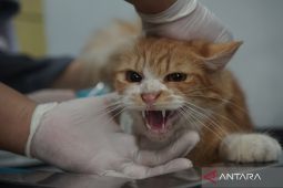 Manfaat serta Efek Samping Sterilisasi pada Kucing