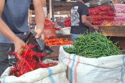 Harga cabe merah di Aceh meroket hingga Rp200 ribu per kilo