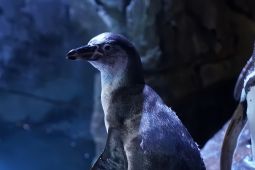 5 akuarium di Jakarta yang seru buat liburan akhir tahun