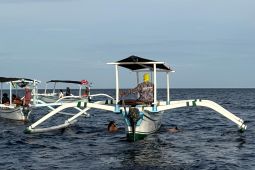 Cara melihat lumba-lumba di laut Bali Utara