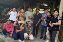 Turis asal Singapura main ke kebun cokelat di Jembrana, Bali Barat