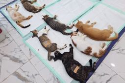 Tahapan Prosedur Sterilisasi Kucing dari Persiapan sampai Pemulihan