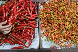 Harga cabe rawit capai Rp80 ribu per kilo, sedangkan telor Rp32 ribu per kilo