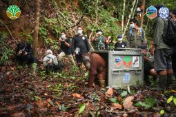 Tiga orangutan hasil rehabilitasi dilepas kembali ke habitatnya