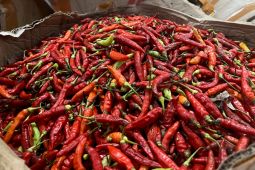 Harga bahan pangan hari ini: Cabe Rp72.750/kg, telur Rp33.000/kg