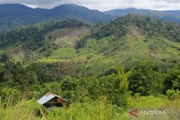 Pakar Ingatkan Denda Kehutanan harus Diterapkan dengan Hati-hati