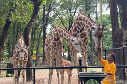 694 petugas berjaga di Kebun Binatang Ragunan saat libur Nataru