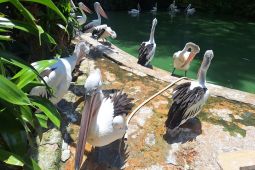 Prediksi wisatawan Ragunan saat libur Tahun Baru tembus 80.000 orang