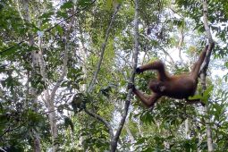 Bertamu ke rumah orang utan: Pelajaran alam dari Tanjung Puting
