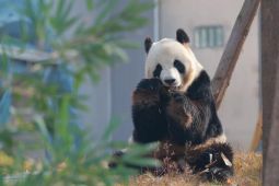 China Hadirkan Pusat Panda Baru yang Padukan Teknologi dan Konservasi