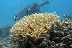 Terumbu Karang Ternyata Bisa Atur Ritme Harian Mikroba Laut