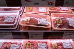 Jepang Konfirmasi Wabah Flu Burung Pertama di tahun 2026