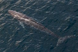 93 Persen Habitat Paus & Lumba-lumba di Barat Sumatera Berada di Luar Konservasi