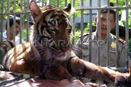 BPBD Nagan Raya Evakuasi Potongan Tubuh Warga yang Diduga Diserang Harimau