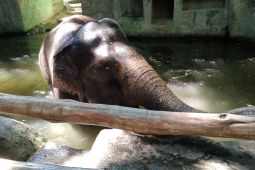 BKSDA Bali Akan Cabut Izin Jika Lembaga Abaikan Larangan Gajah Tunggang