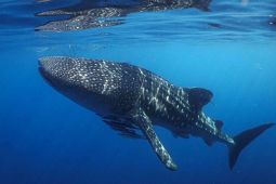 Hiu Paus Teluk Saleh, Antara Berkah Wisata dan Alarm Konservasi