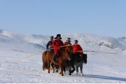 13 Orang Meninggal Akibat Kedinginan di Mongolia pada Januari 2026