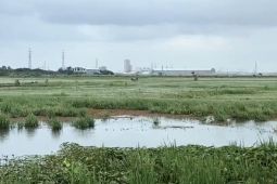 Belasan Hektare Sawah di Jakut Terendam Banjir, Petani Terancam Gagal Panen