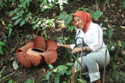 Rafflesia Arnoldii Mekar di Liku Sembilan, Pengendara Banyak yang Mampir