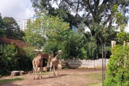 Kemenhut Jamin Perlindungan Satwa Usai Izin Bandung Zoo Dicabut