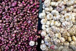 Harga Bawang Putih Turun Tipis di Awal Februari 2026
