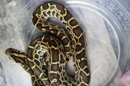 WNA Rusia yang Akan Seludupkan 202 Hewan Liar Berhasil Diamankan