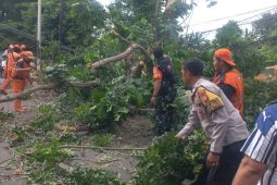 Pohon Tumbang Menimpa Mobil di Jalan TB Simatupang
