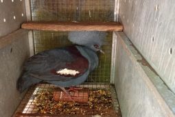 Kemenhut Tangkap Pedagang Satwa yang Bawa 24 Burung Dilindungi