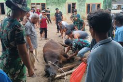 Hangatnya Ramadhan di Pengungsian, Korban Banjir Tapsel Potong Sapi Bersama
