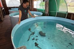 Perjalanan Pulang Hiu Zebra ke Habitatnya di Raja Ampat