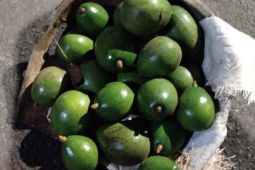 Seorang Lelaki di Jagakarsa Ditangkap Karena Curi Alpukat Satu Ember