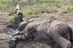 Anak Gajah Sumatera Liar Ditemukan Tewas Terjerat di TN Tesso Nilo