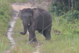 Kabar Gembira! Prabowo Resmi Terbitkan Inpres Selamatkan Gajah