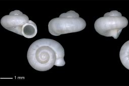 BRIN Temukan Spesies Keong Baru Endemik Sumatera Selatan