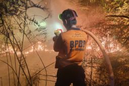 BNPB Masih Selidiki Penyebab Kebakaran Hutan di Kalimantan Utara