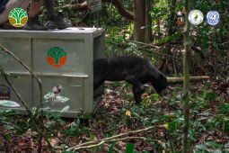 Beruang Madu Kembali Dilepas ke Gunung Tarak Usai Sembuh dari Jerat