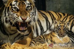 Anak Harimau Benggala Mati Lagi di Bandung Zoo