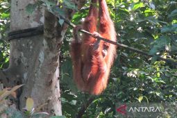 Satu Orang Utan Melahirkan Anaknya di Taman Nasional Gunung Leuser