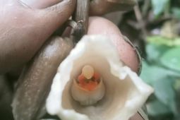 Dua Spesies Anggrek Baru Ditemukan di Lereng Gunung Semeru