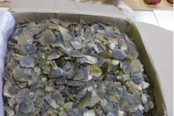 Kemenhut Gagalkan Jual Beli 22 Kg Sisik Trenggiling di Medan