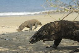 Pulau Komodo Bisa Jadi Destinasi Kelas Dunia Usai Pembatasan Pengunjung