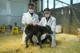 Ilmuwan China Sukses Kloning Yak, 10 Anak Lahir Sekaligus