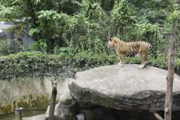 BBKSDA Jabar Bakal Pindahkan Satwa Bandung Zoo ke Lembaga Konservasi