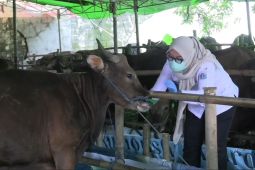 Jelang Idul Adha, Hewan Kurban di Jakbar Dikasih Vitamin Anti-stres