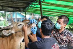 DKI Koordinasi dengan Daerah Pemasok Hewan Kurban, Pastikan Kesehatan