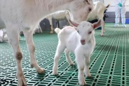 China Sukses Kloning Enam Kambing Perah Kualitas Super Tinggi