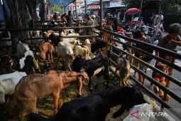 Harga yang Stabil Memicu Daerah Lain Beli Hewan Kurban di Jakarta